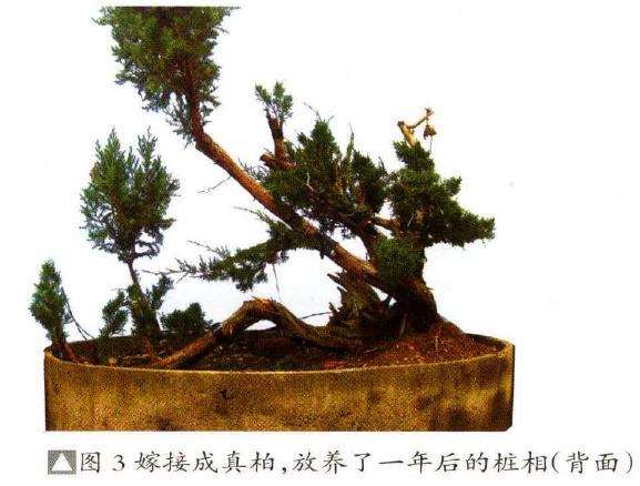 图解 刺柏盆景素材怎么创作的8个过程