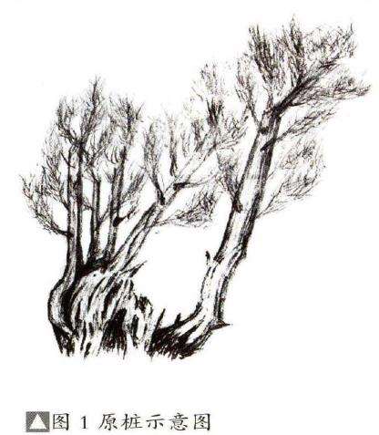 图解 刺柏盆景素材怎么创作的8个过程