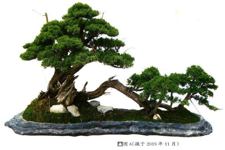 图解 刺柏盆景素材怎么创作的8个过程