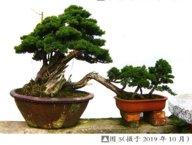 图解 刺柏盆景素材怎么创作的8个过程