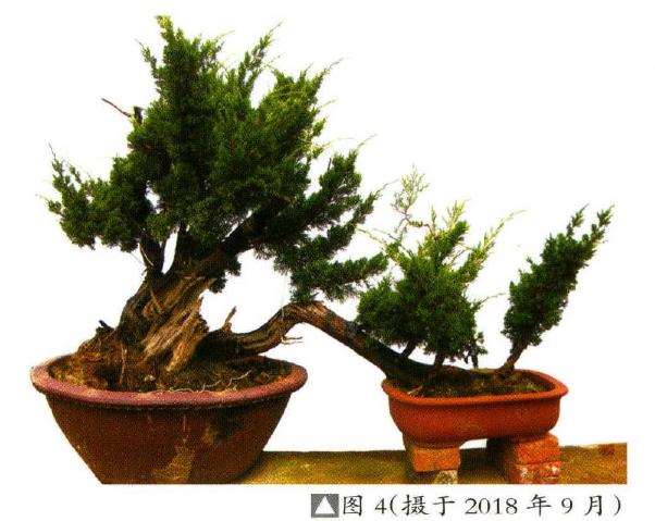 图解 刺柏盆景素材怎么创作的8个过程