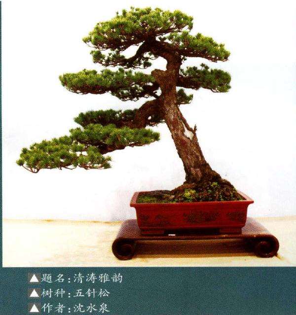 2021 全国精品盆景展暨盆景交易会