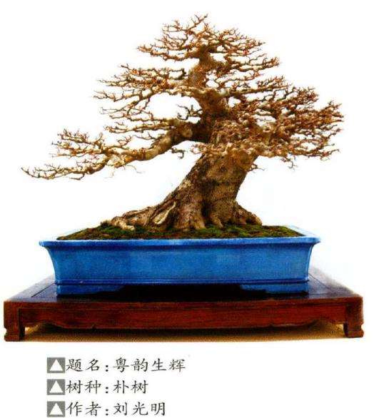 2021 全国精品盆景展暨盆景交易会