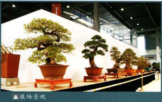 2021 全国精品盆景展暨盆景交易会
