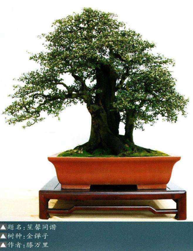 2021 全国精品盆景展暨盆景交易会