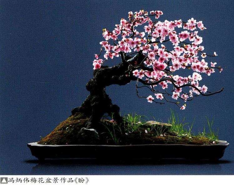 梅花盆景怎么造型命名的3个方法 图片