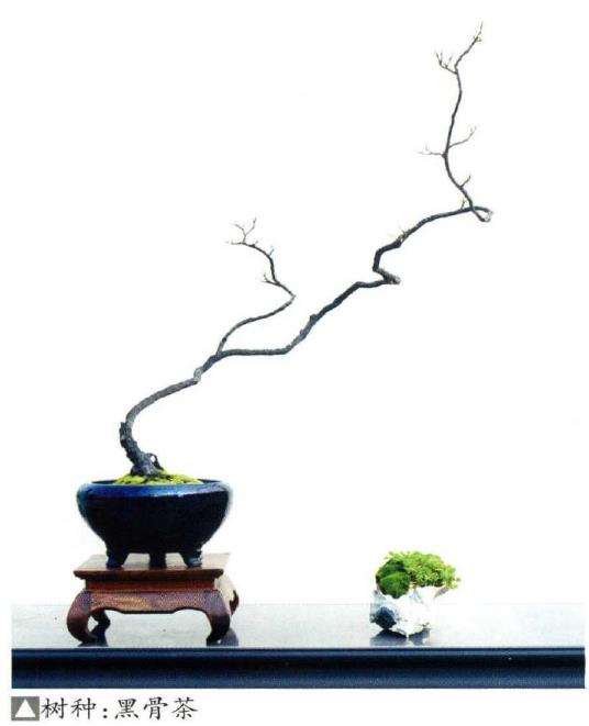 容桂盆景协会盆景园举行弄文玩素