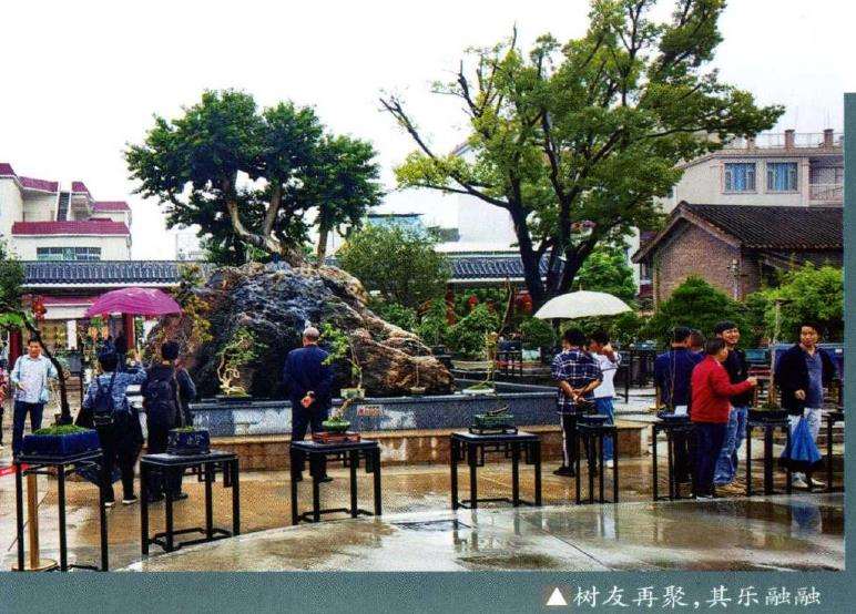 容桂盆景协会盆景园举行弄文玩素