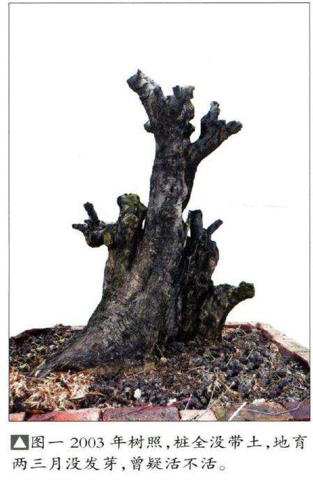 图解 韩学年怎么制作对节白蜡盆景的5个过程