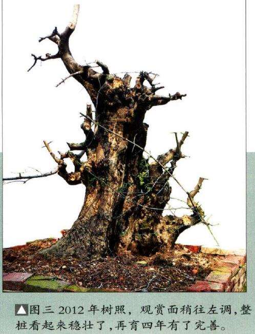 图解 韩学年怎么制作对节白蜡盆景的5个过程