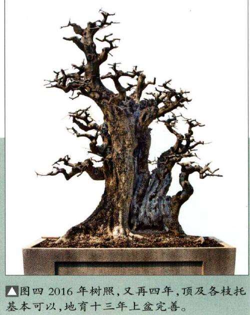 图解 韩学年怎么制作对节白蜡盆景的5个过程