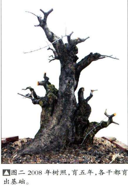 图解 韩学年怎么制作对节白蜡盆景的5个过程