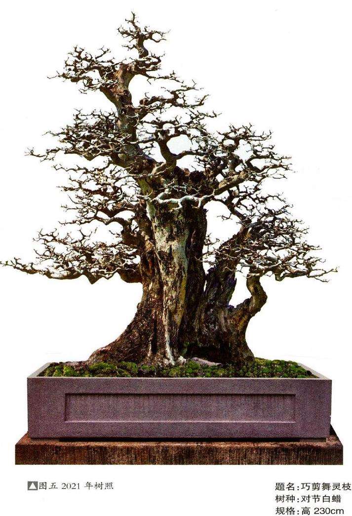图解 韩学年怎么制作对节白蜡盆景的5个过程