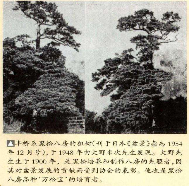 八房黑松盆景的渊源有哪些