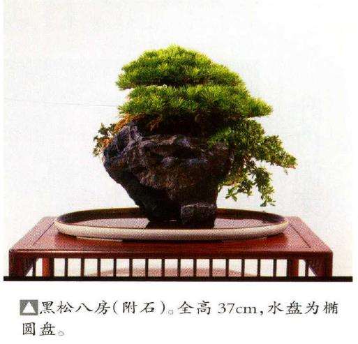 八房黑松盆景的渊源有哪些