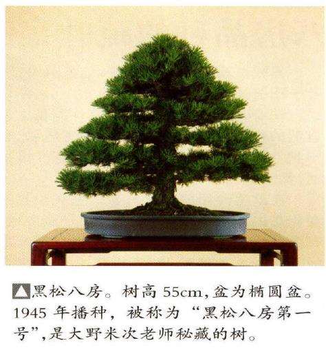 八房黑松盆景的渊源有哪些