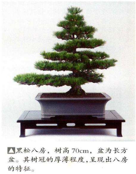 八房黑松盆景的渊源有哪些