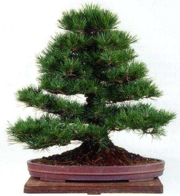 图解 八房黑松盆景品种怎么疏叶的3个方法