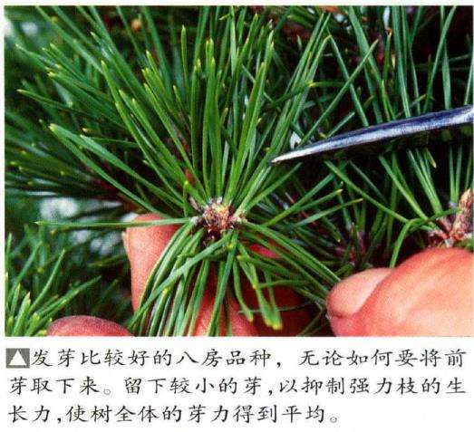 图解 八房黑松盆景品种怎么疏叶的3个方法