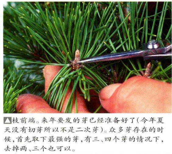 图解 八房黑松盆景品种怎么疏叶的3个方法
