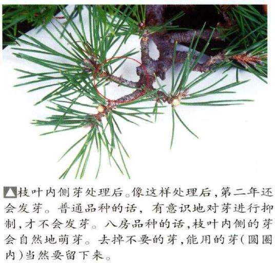 图解 八房黑松盆景品种怎么疏叶的3个方法