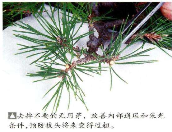 图解 八房黑松盆景品种怎么疏叶的3个方法