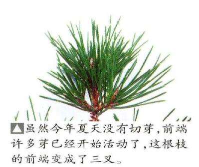 图解 八房黑松盆景品种怎么疏叶的3个方法