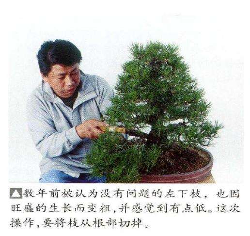 图解 八房黑松盆景品种怎么疏叶的3个方法
