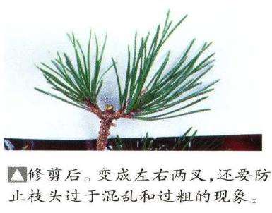 图解 八房黑松盆景品种怎么疏叶的3个方法