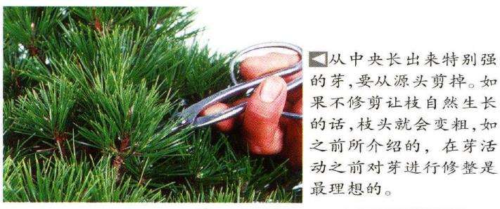 图解 八房黑松盆景品种怎么疏叶的3个方法