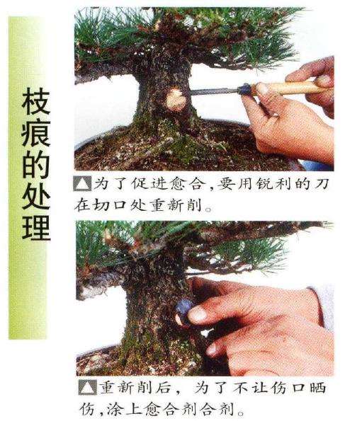 图解 八房黑松盆景品种怎么疏叶的3个方法