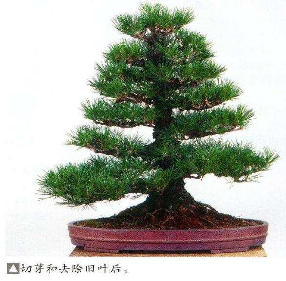 图解 八房黑松盆景品种怎么疏叶的3个方法