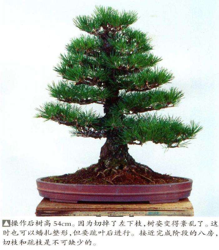 图解 八房黑松盆景品种怎么疏叶的3个方法