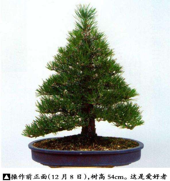 图解 八房黑松盆景 直干树形的去枝案例