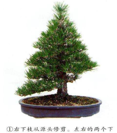 图解 八房黑松盆景 直干树形的去枝案例