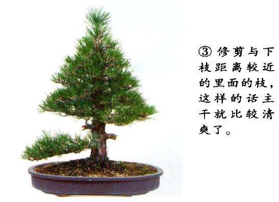 图解 八房黑松盆景 直干树形的去枝案例