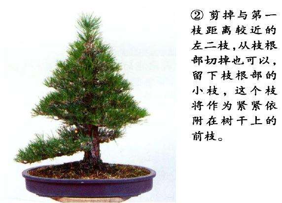 图解 八房黑松盆景 直干树形的去枝案例