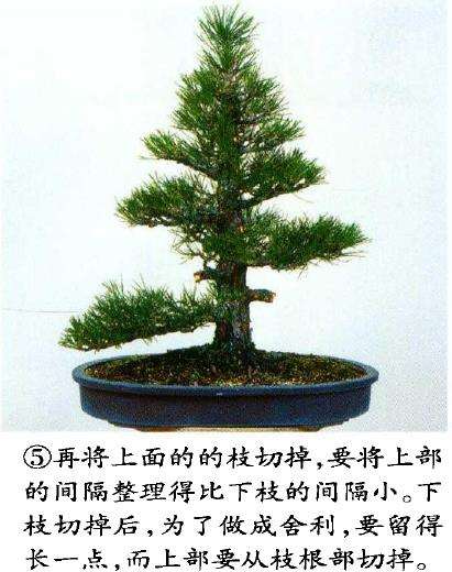 图解 八房黑松盆景 直干树形的去枝案例