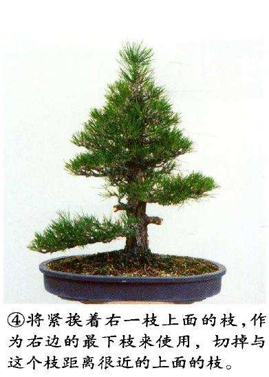 图解 八房黑松盆景 直干树形的去枝案例