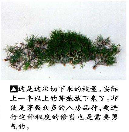 图解 八房黑松盆景 直干树形的去枝案例
