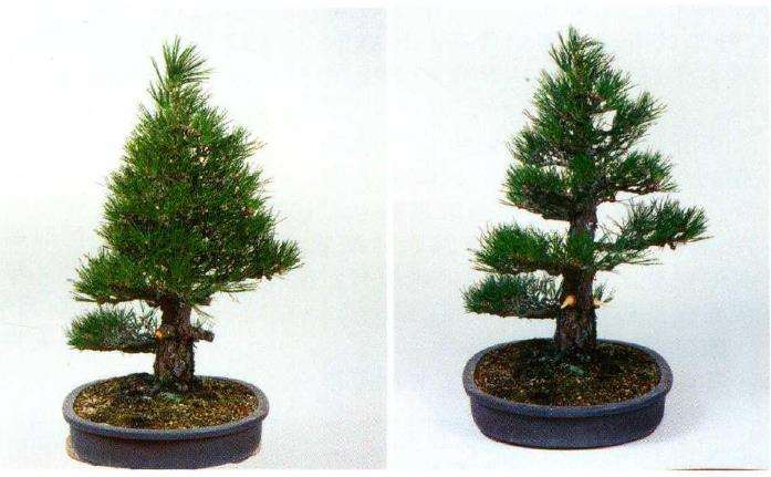 图解 八房黑松盆景 直干树形的去枝案例