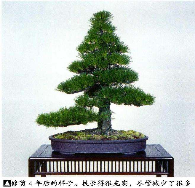 图解 八房黑松盆景 直干树形的去枝案例