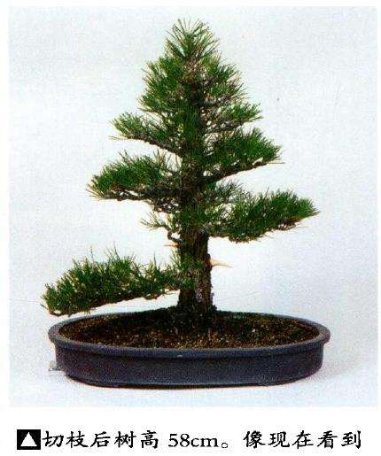 图解 八房黑松盆景 直干树形的去枝案例