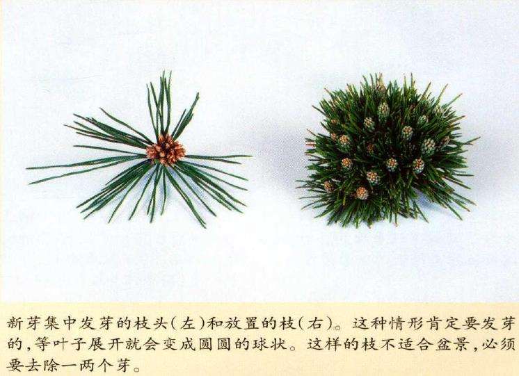 图解 黑松八房盆景怎么培养管理的3个方法