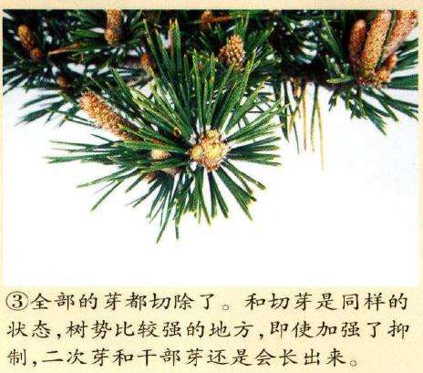 图解 黑松八房盆景怎么培养管理的3个方法