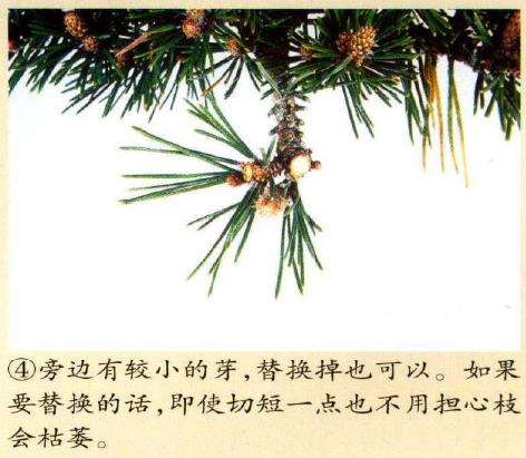 图解 黑松八房盆景怎么培养管理的3个方法