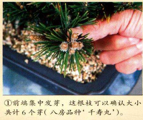 图解 黑松八房盆景怎么培养管理的3个方法