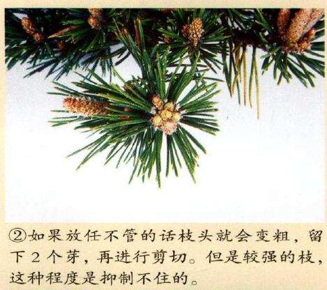 图解 黑松八房盆景怎么培养管理的3个方法