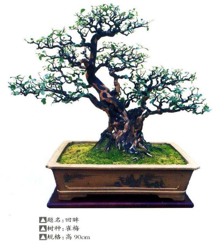 绍兴盆景艺术家 魏建民 图片