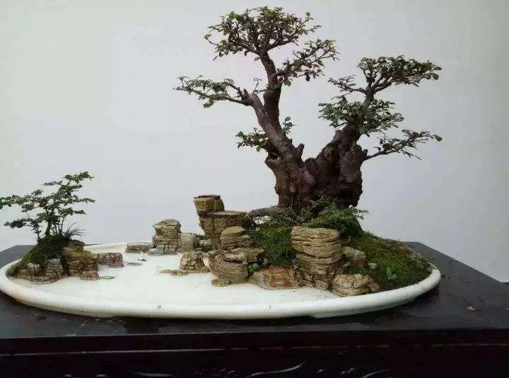 徐家大院川派盆景盆钵之间春光乍泄